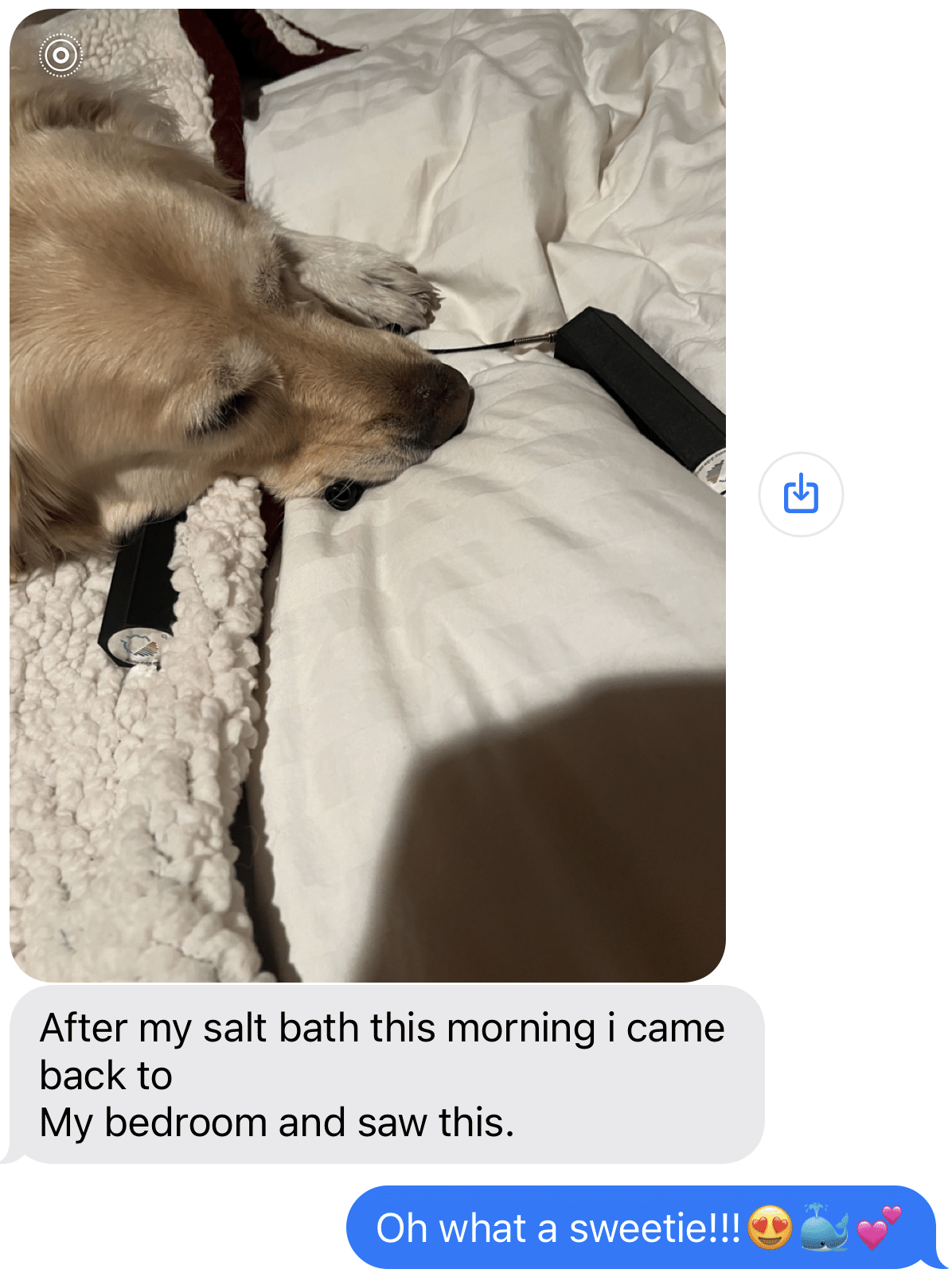 Picture of labrador with her chin on the Om Pocket